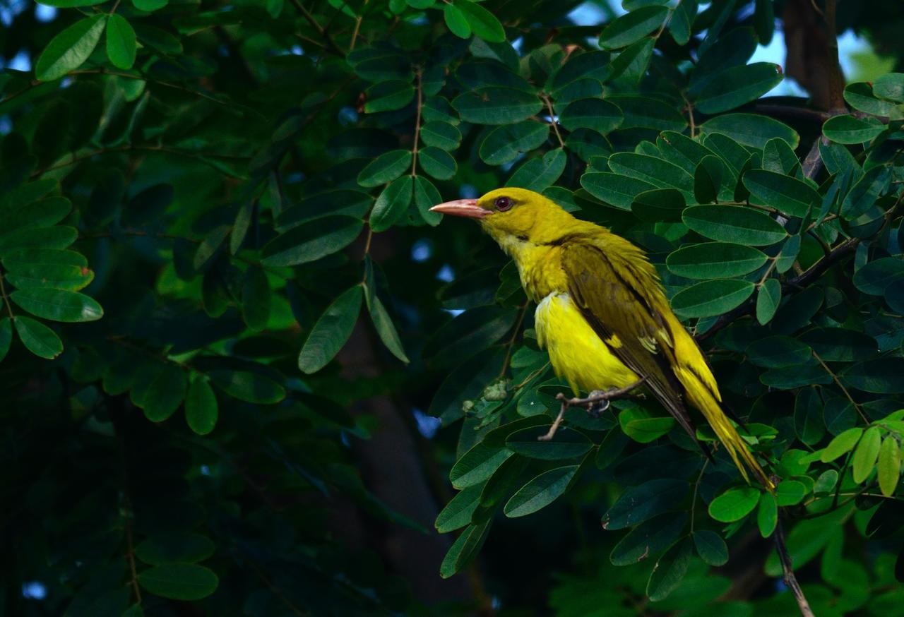 Nature Resort Agra (Uttar Pradesh) Exterior foto