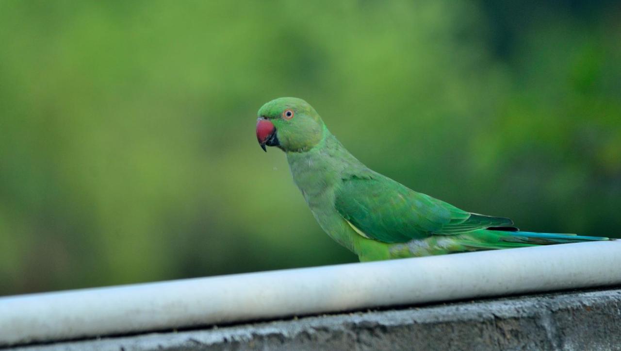 Nature Resort Agra (Uttar Pradesh) Exterior foto